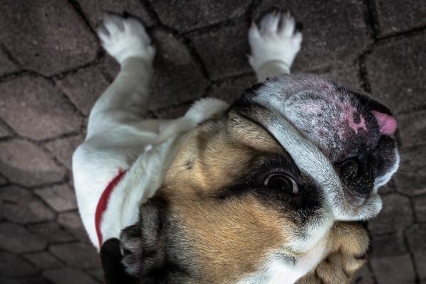 Image credit: Yamon Figurs (https://unsplash.com/@yamonf16) Dog flipped on the Y axis