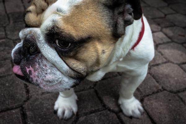 Image credit: Yamon Figurs (https://unsplash.com/@yamonf16) Dog flipped on the X axis