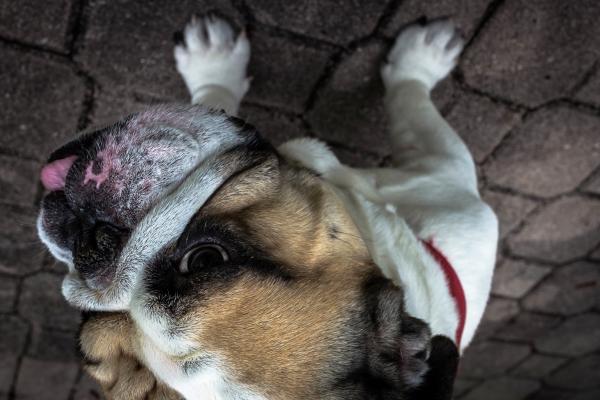 Image credit: Yamon Figurs (https://unsplash.com/@yamonf16) Dog flipped on both axes